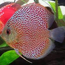 Leopard Discus