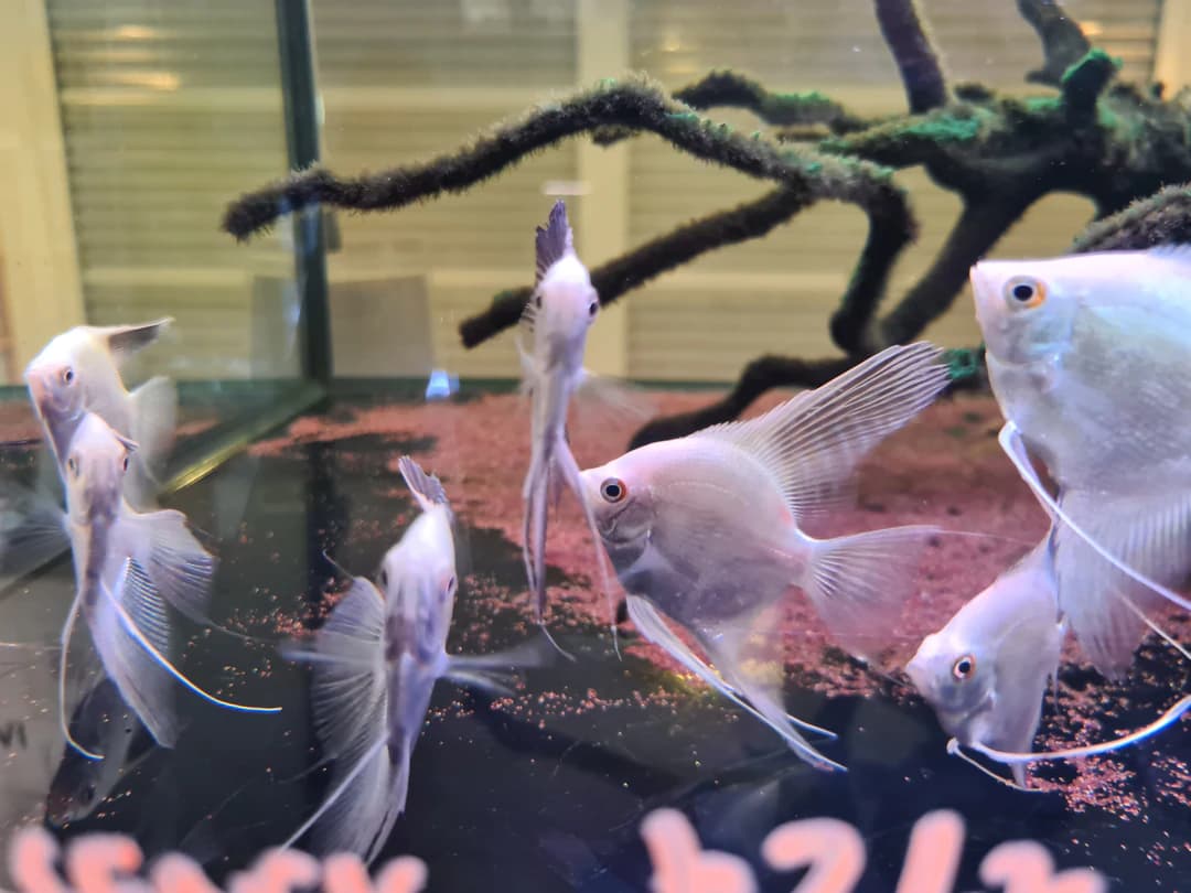 Bulgarian Seal Point Angelfish