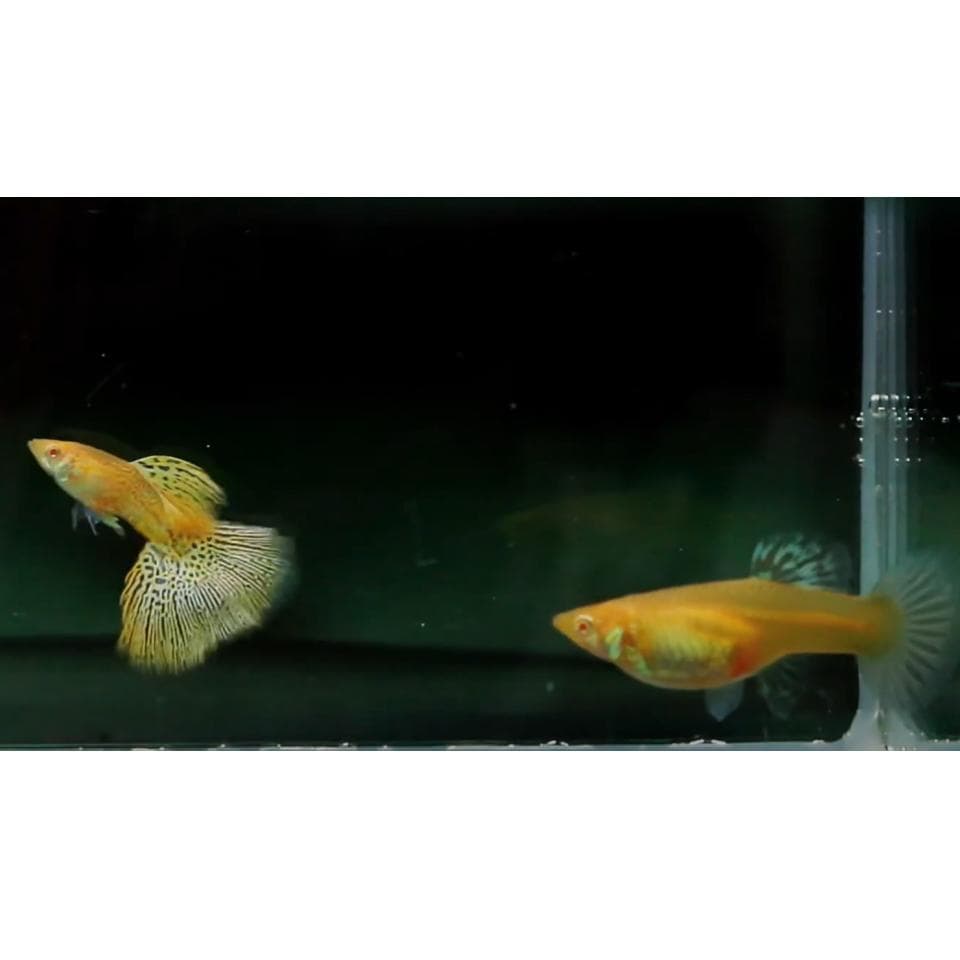 Albino Tiger Guppy Pair