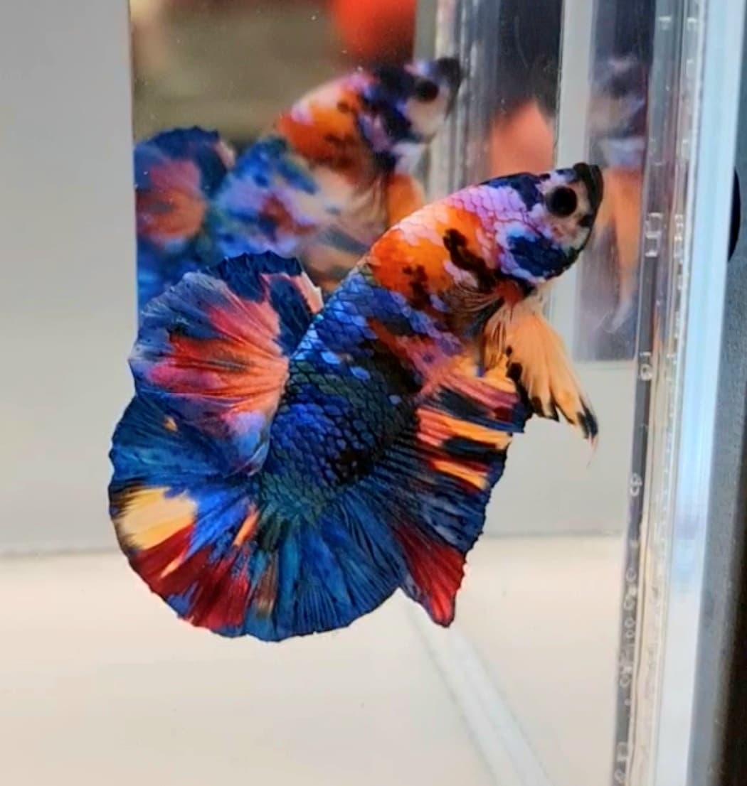 Candy Betta Multi Coloured