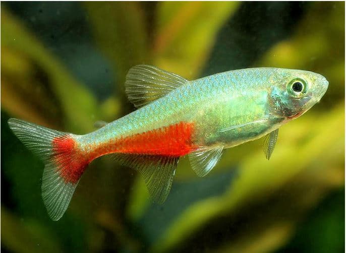 Green fire tetra 2cm