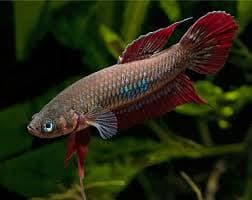 Betta Coccina