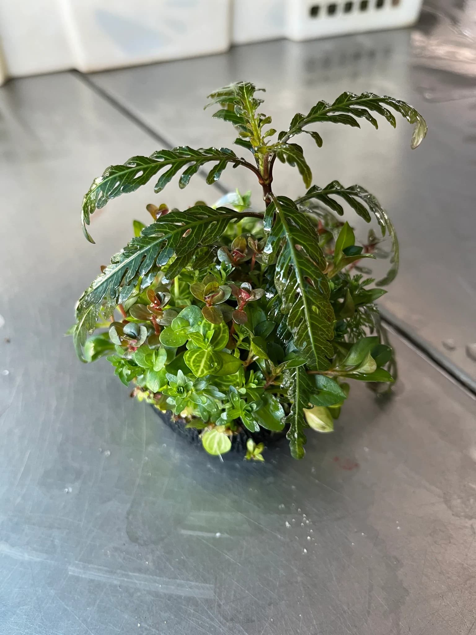 Mixed plants (Wabikusa)