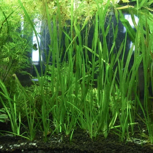 Vallisneria Spiralis