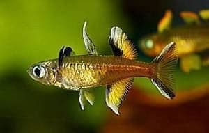 Pseudomugil Signifer