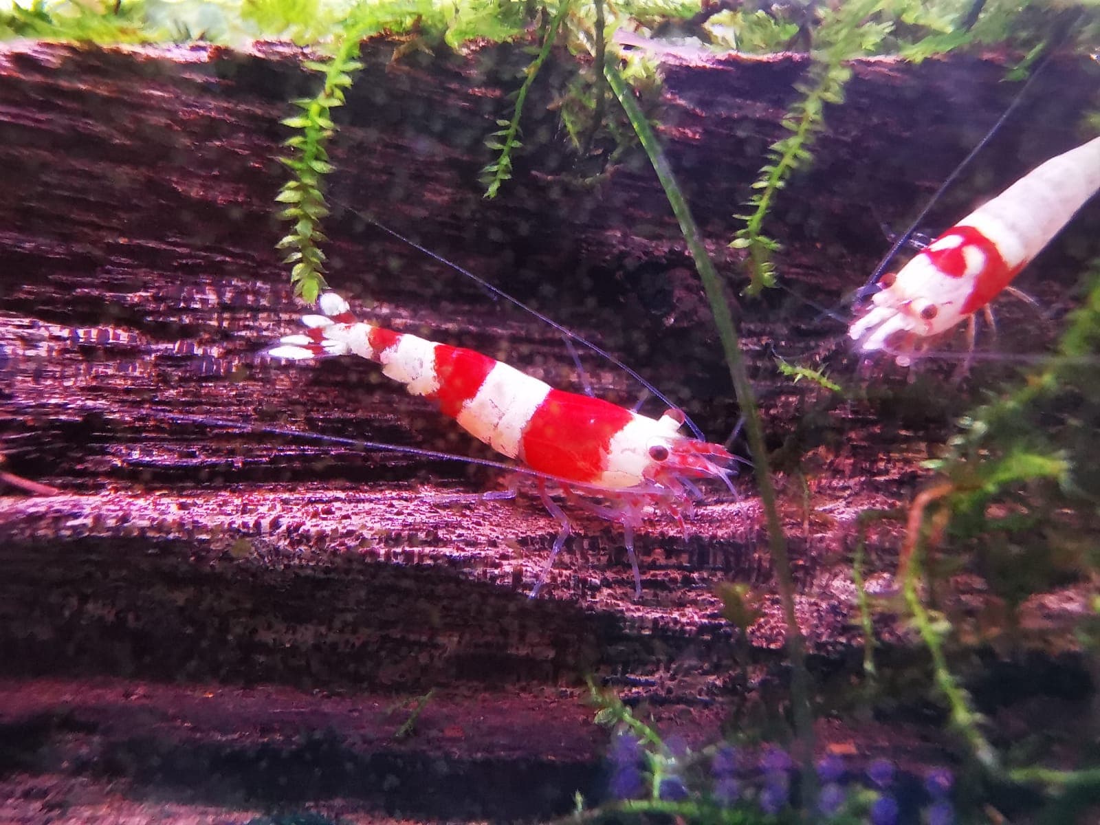 Red Crystal Shrimp ( OO-2290 )