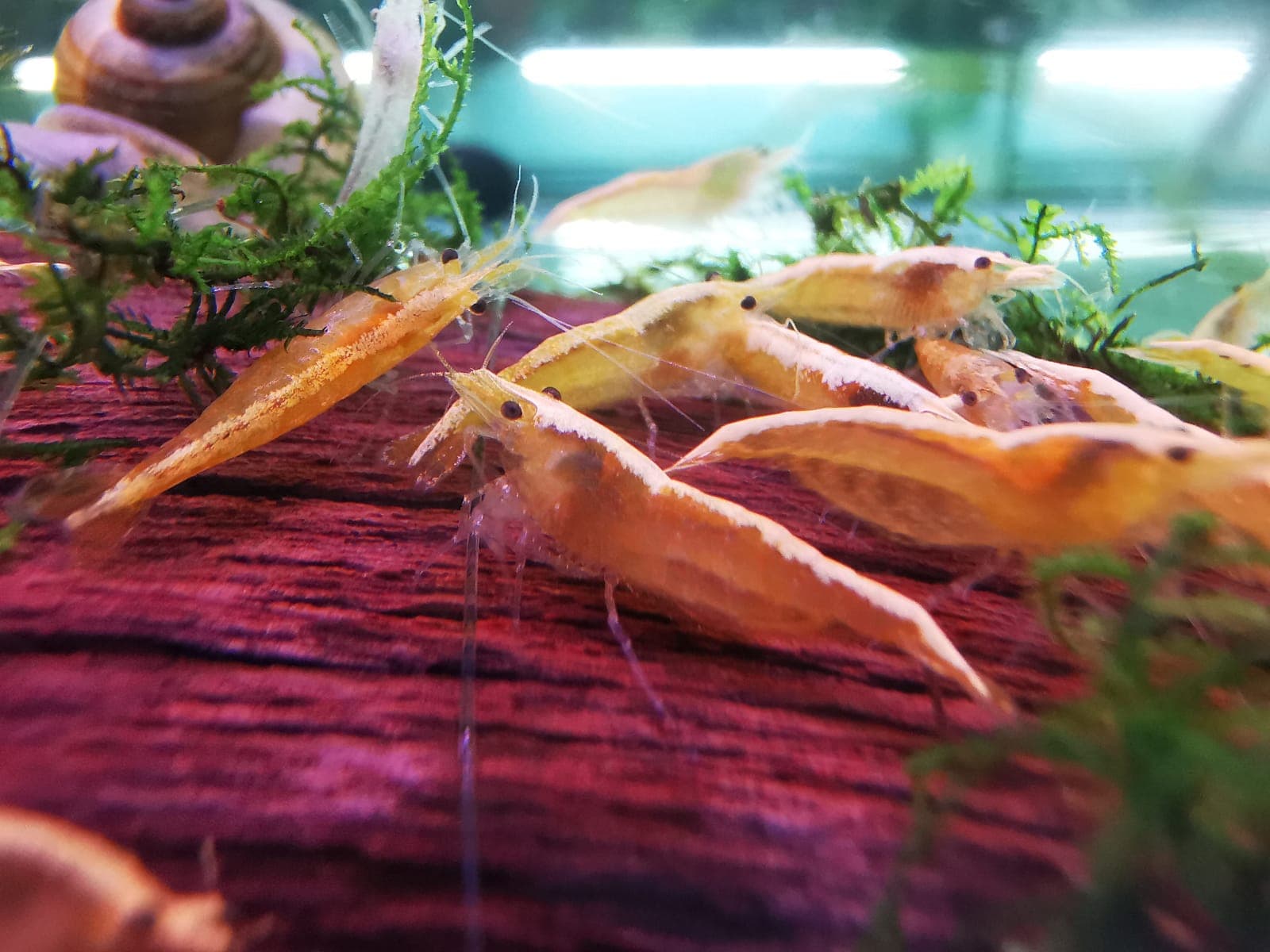 Yellow Fire Shrimp ( Golden Top ) ( OO-4801 )