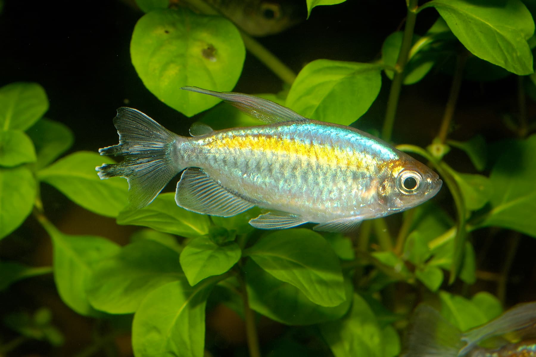 CONGO TETRA (TT-0575)