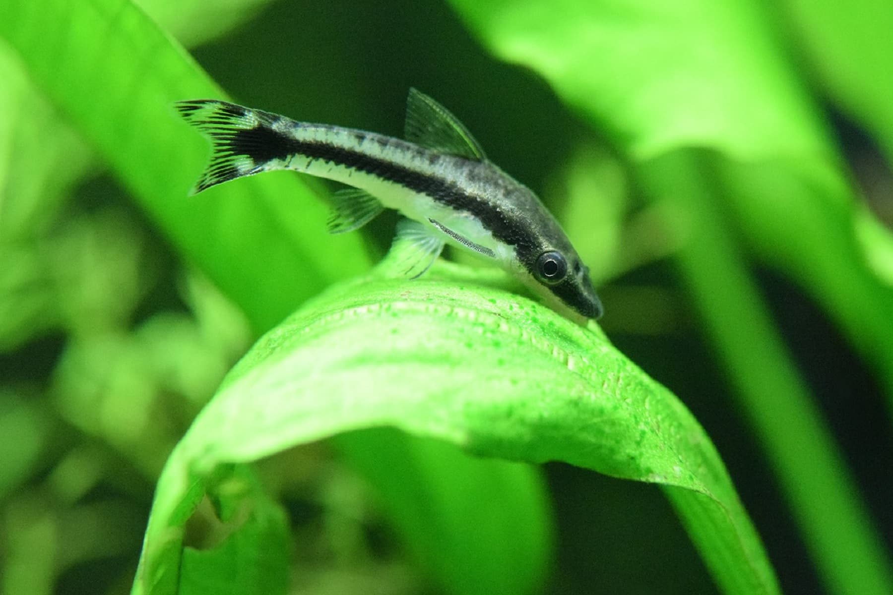 Otocinclus ( SF-0761 )