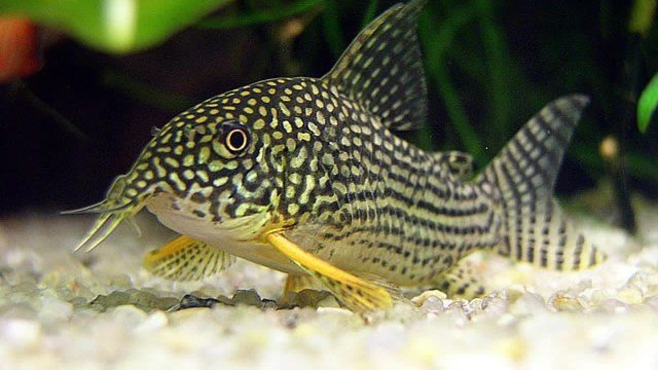 Jumbo Sterbai Corydoras