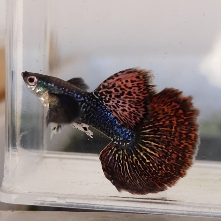 Guppy Red Dragon Top Grade