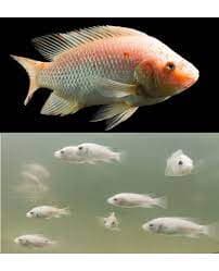 Small Red Tilapia Fish