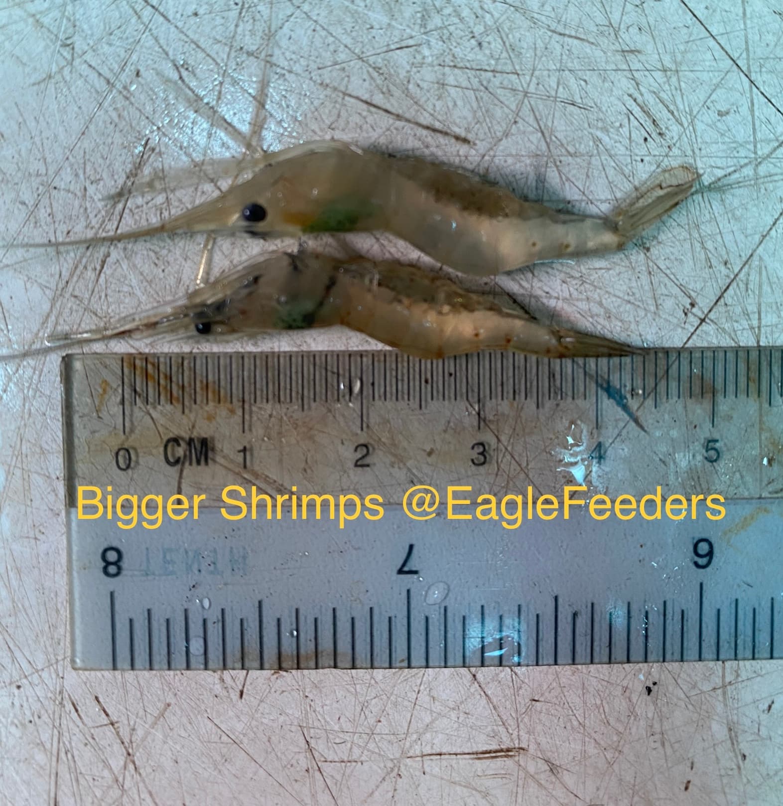 Live feed Shrimps ghost shrimps Live Feeders