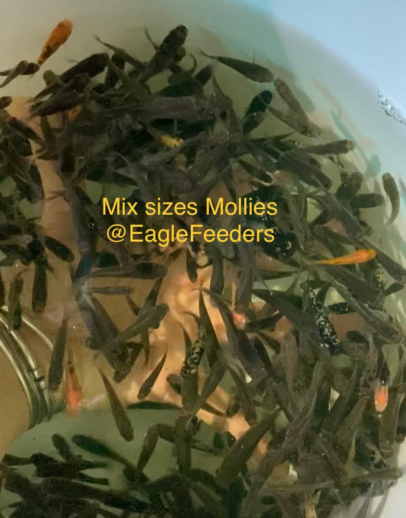 Live feed Molly Mollies assorted SM sizes Live Feeders