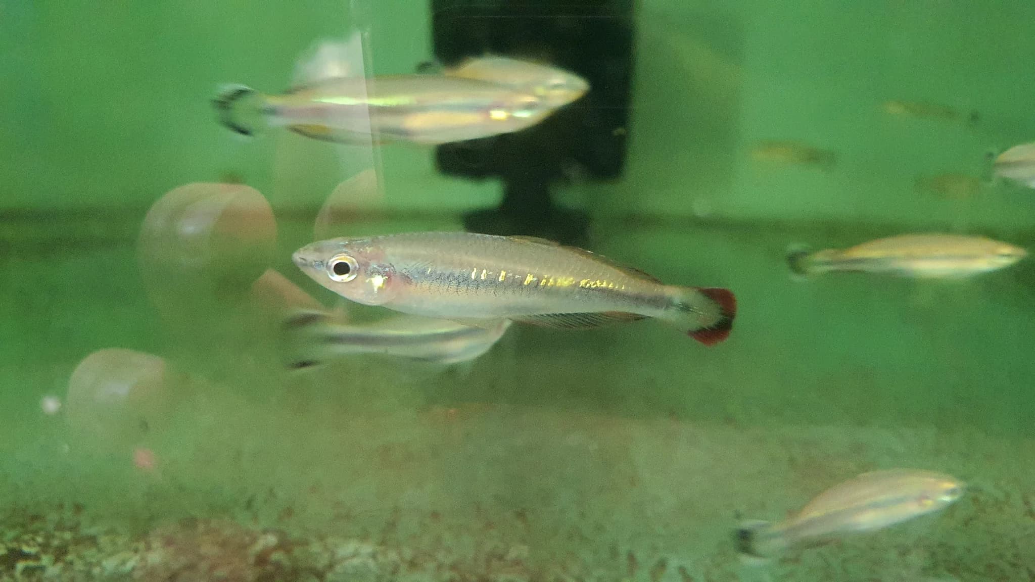 Madagascar rainbow 5-6cm x 5pc