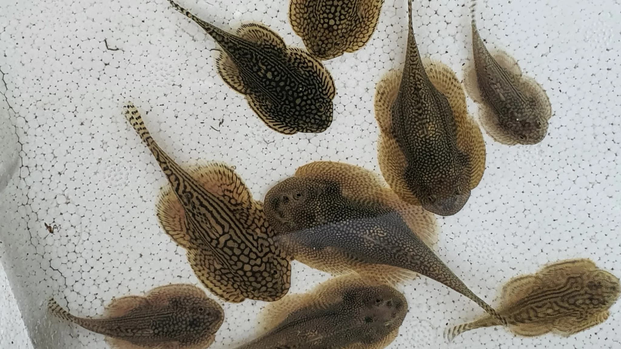 Goldring butterfly loach 4-6cm