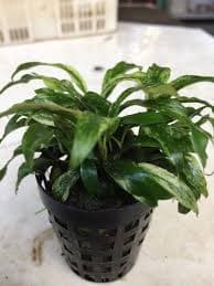 Anubias Glabra Variegated