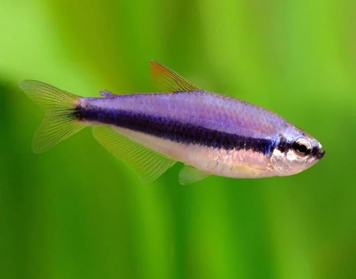 Inpaichthys Kerri (royal tetra)