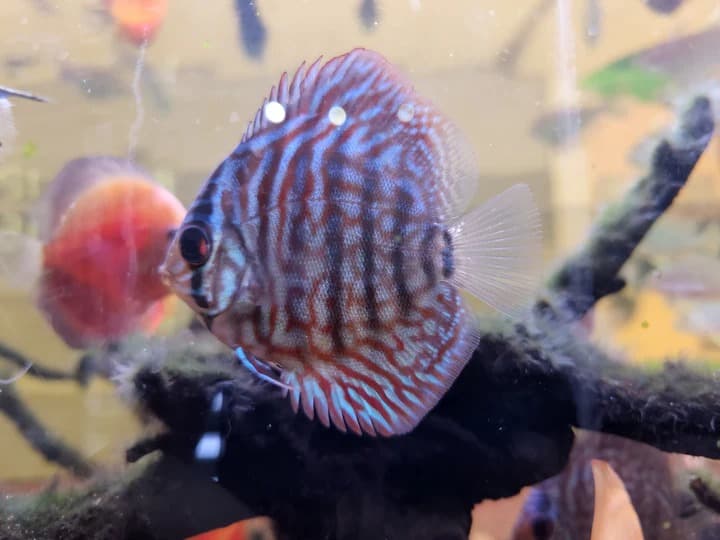 Red Turquoise Discus (Symphysodon Aequifasciatus)