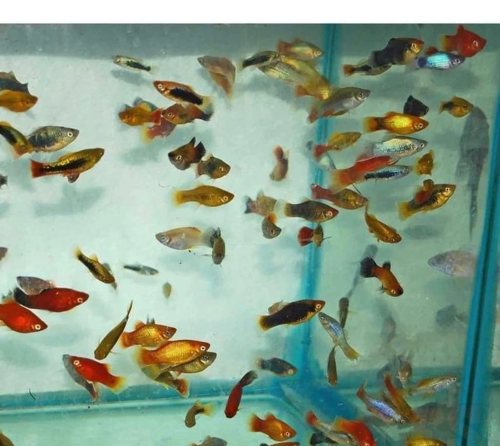 Feeder Platy