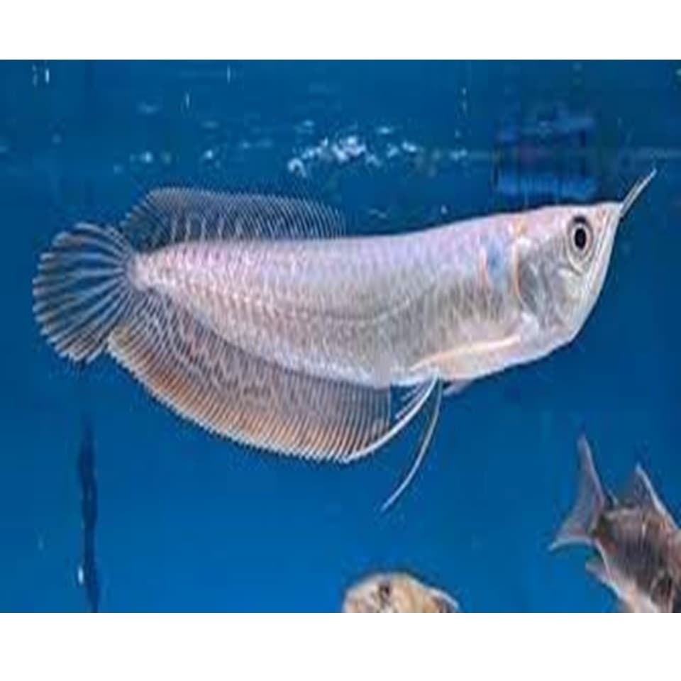 Silver arowana