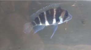 Frontosa Cichlid (5 inch plus)