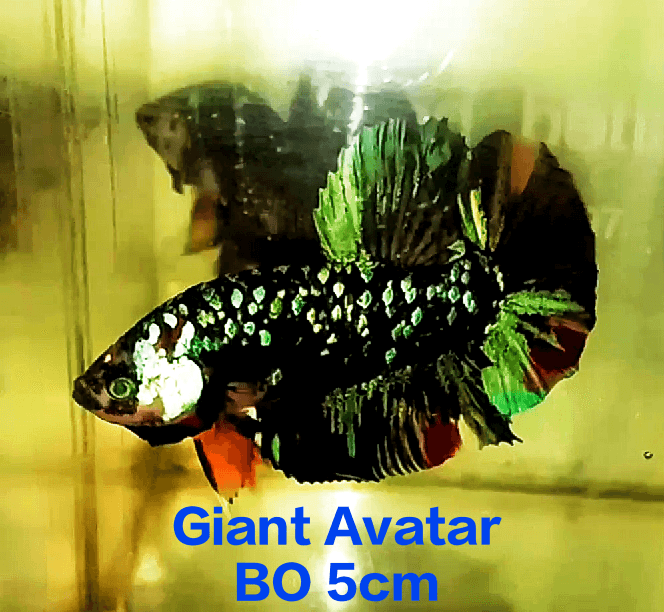 Giant Avatar Black Variation