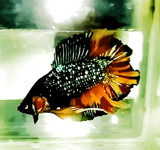 Double Tail Halfmoon Plakat Avatar Nemo / Black Variation