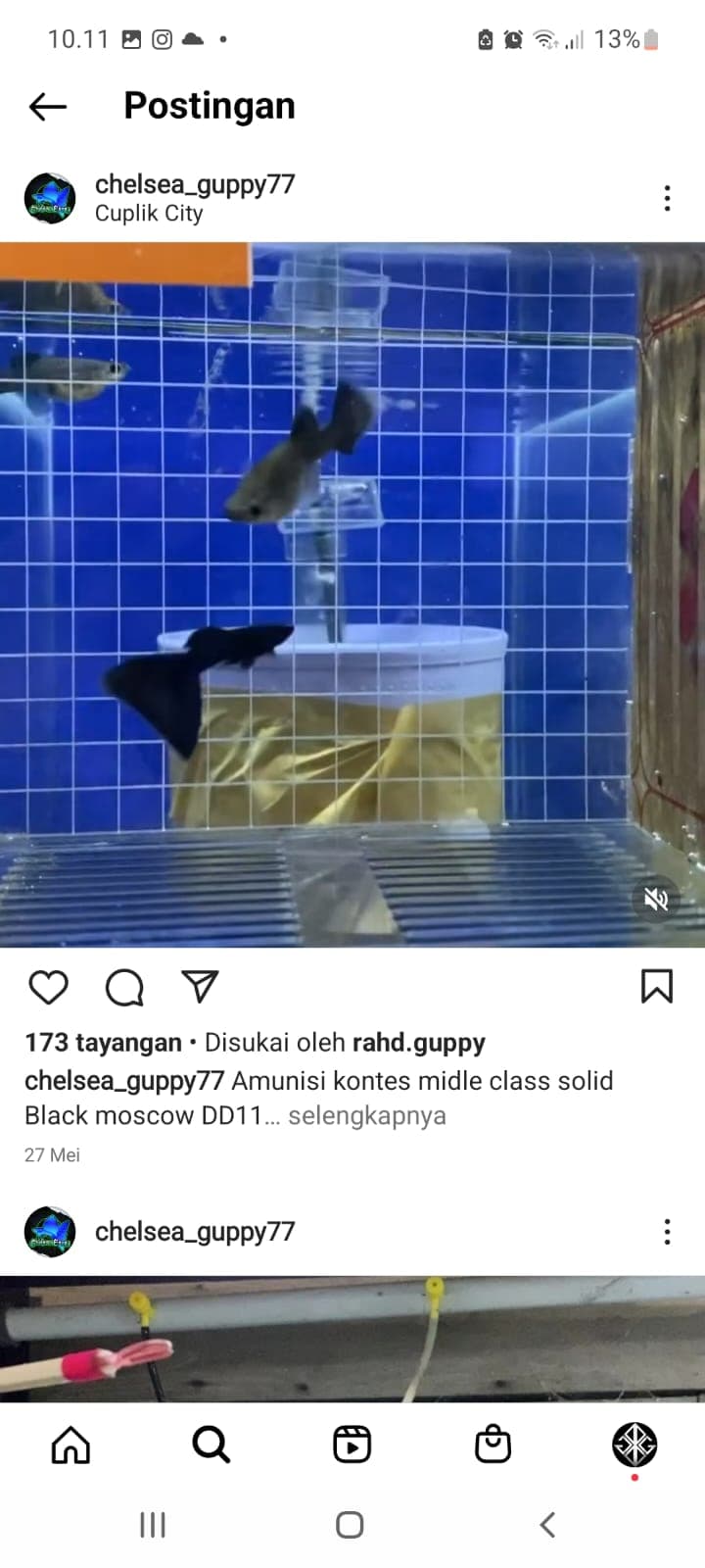 black moscow delta tail for show