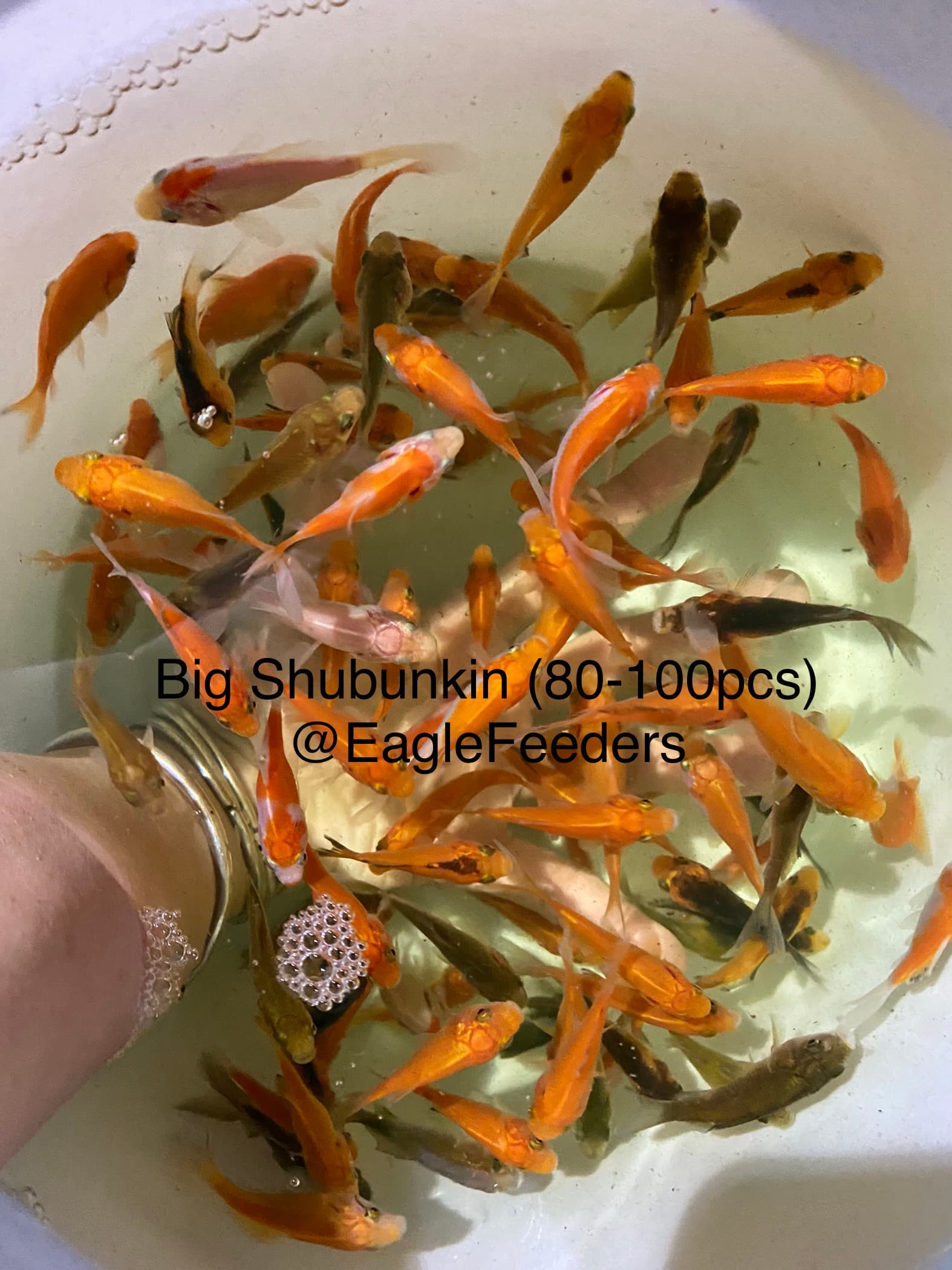 Live feed Goldfish comet goldfish aka Shubunkin feeders (3-4cm) Live feeders