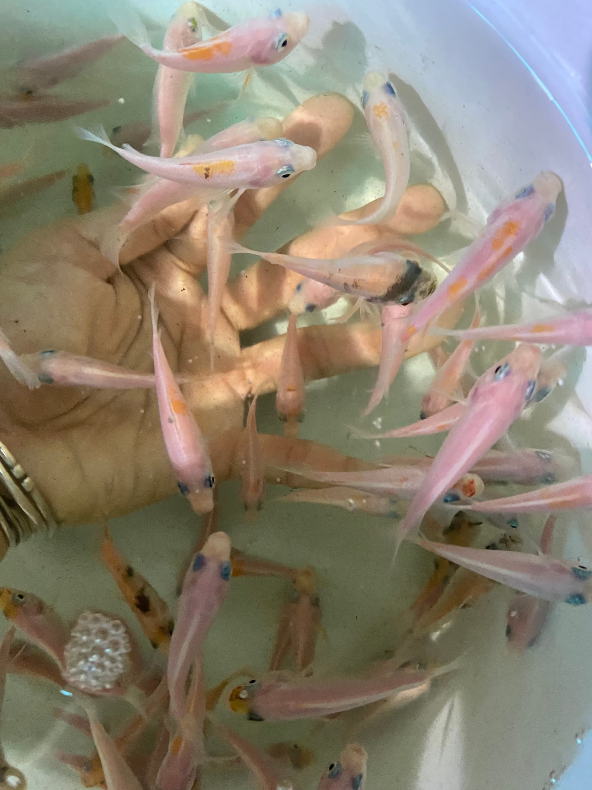 Tilapia Feeders (2.5cm to 4cm size)