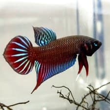 Betta Splendens
