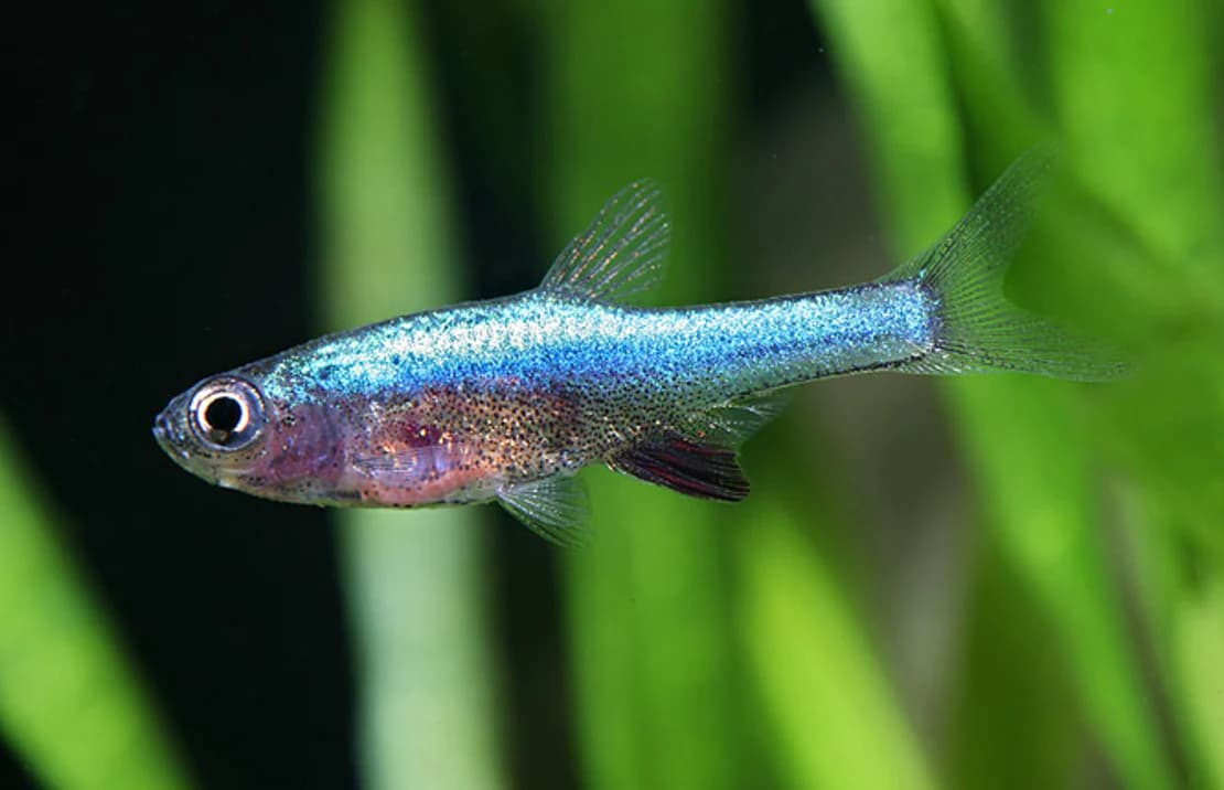 Neon Blue Rasbora (Sudadanio Axelrodi)