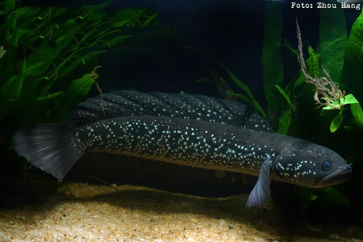 Baby Asiatica RS Full Spot Channa