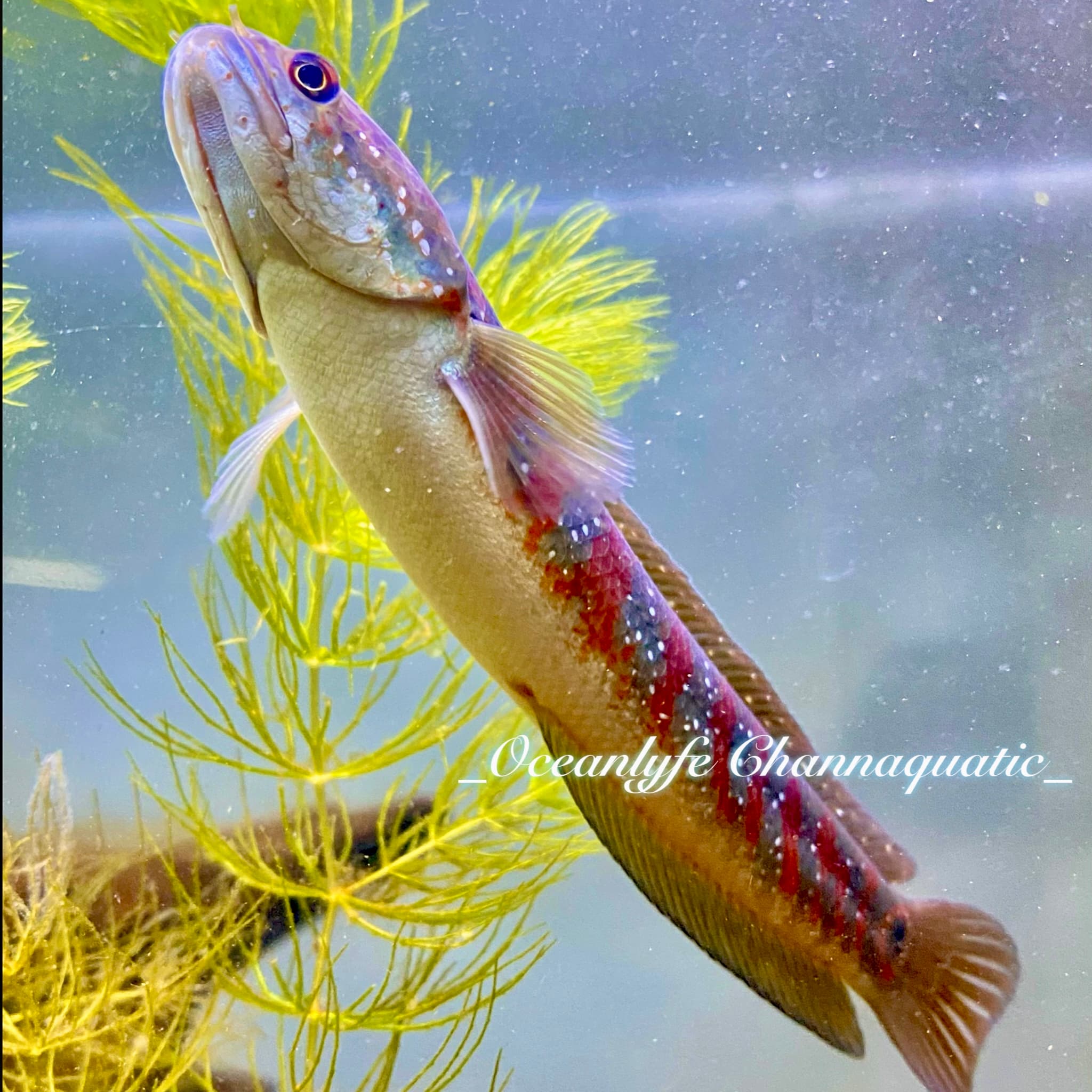 Channa Asiatica Red stripe