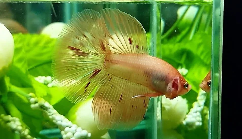 Haflmoon Armageddon unique fish