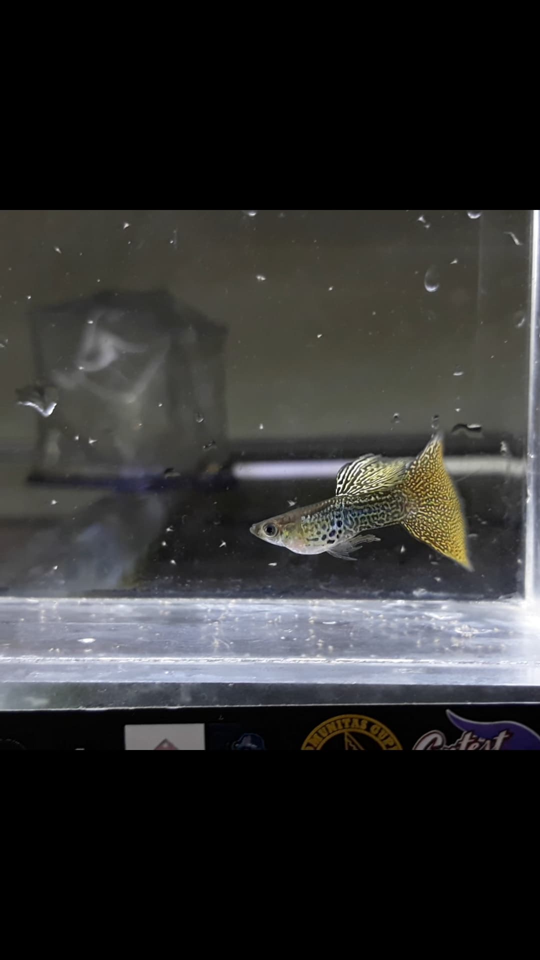 Golden Lace 24Karat Smooth Pattern