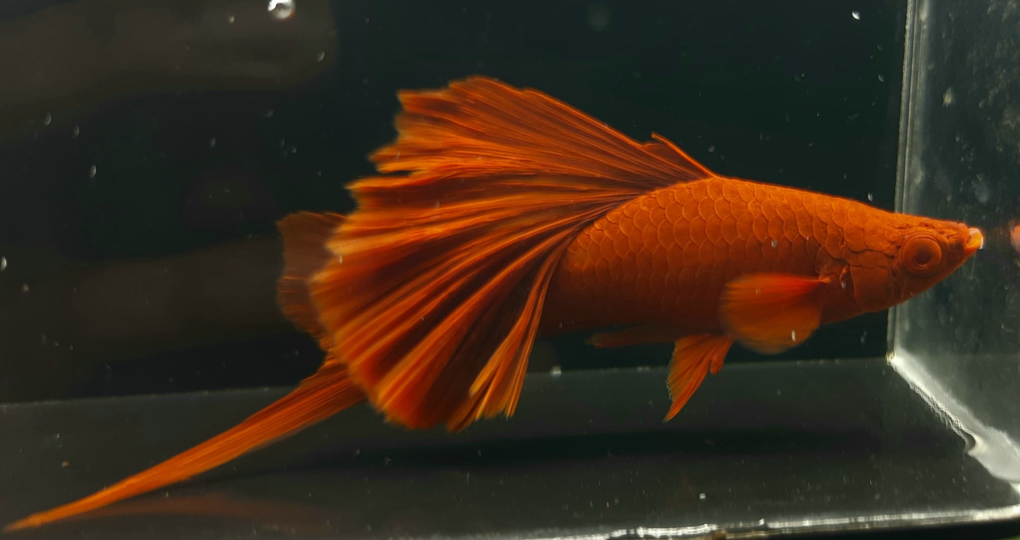 Albino Swordtail Bloodred FC