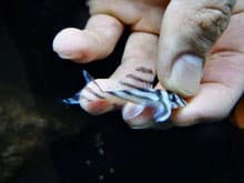 L46 zebra pleco 4-4.5cm