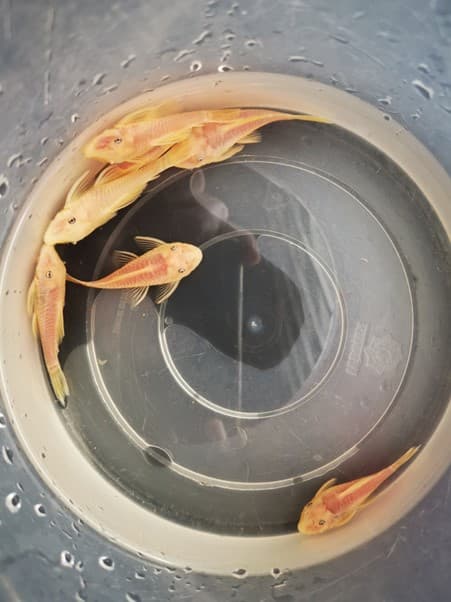 Pleco L144 blue eye 4-5cm