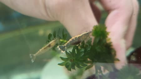 Malayan colour shrimp (Wild) 1.5cm