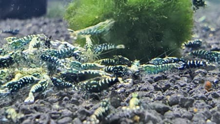 Black galaxy pinto shrimp 1cm x5pc