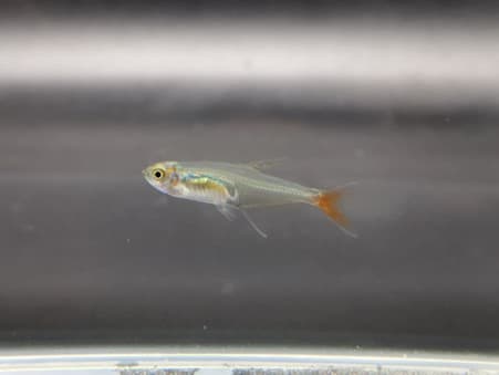 Glass bloodfin tetra 2.5cm