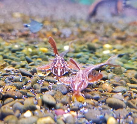 Red lizard whiptails 4-5cm