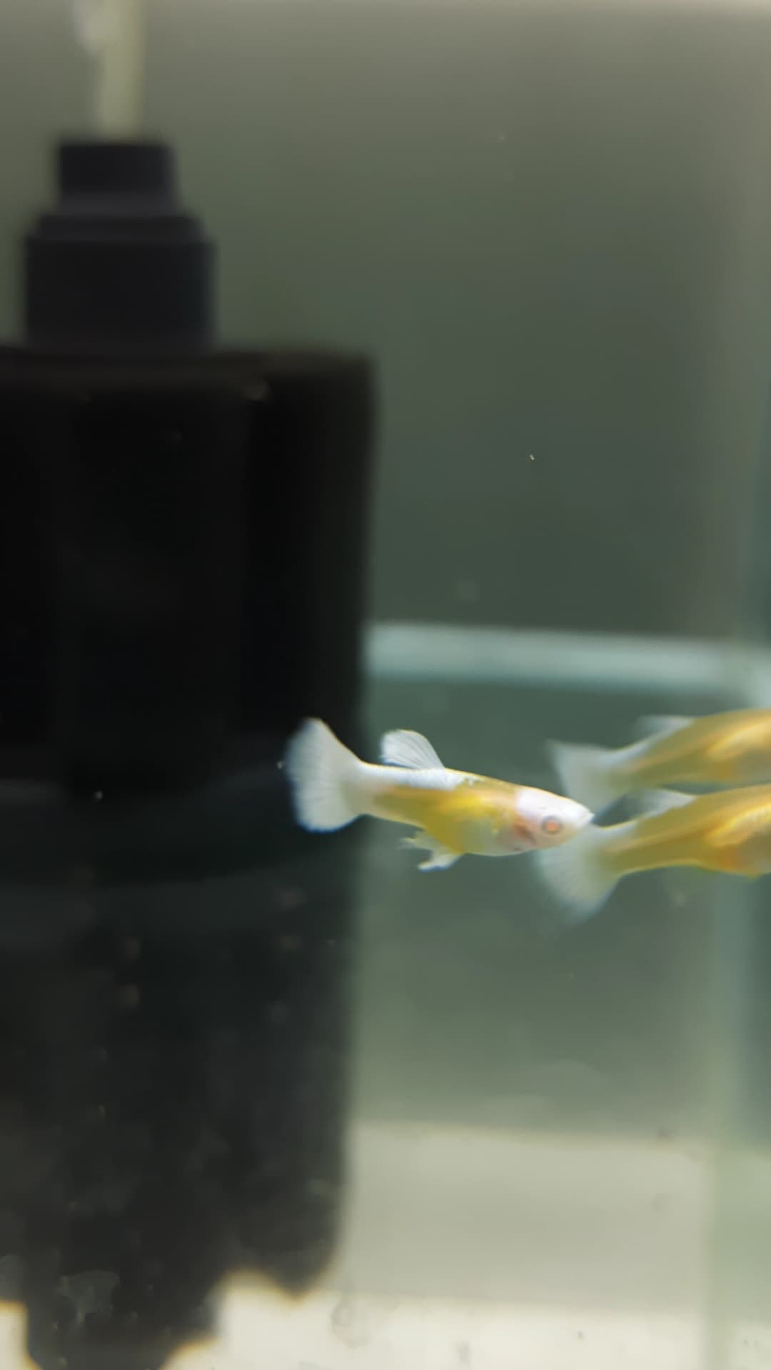 Guppy Albino Blue Koi