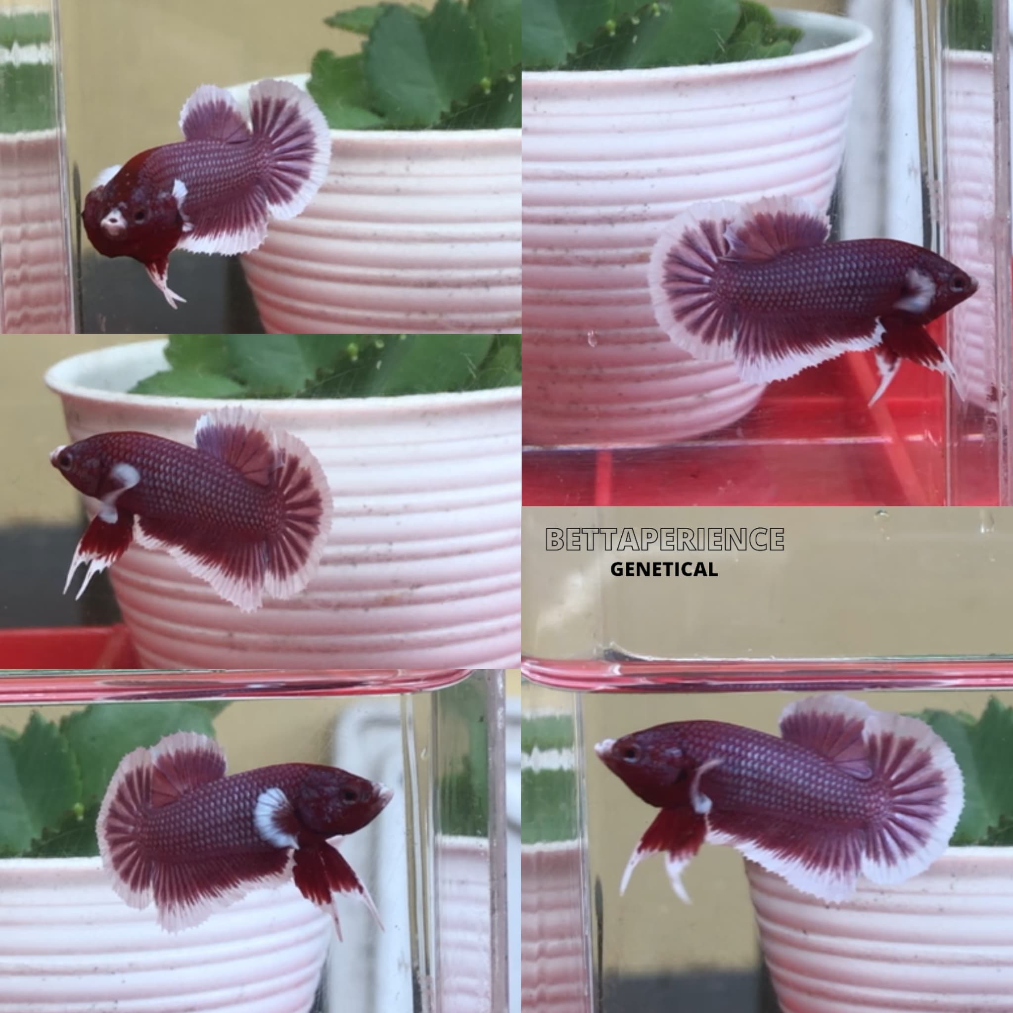 Male HMPK Lavender