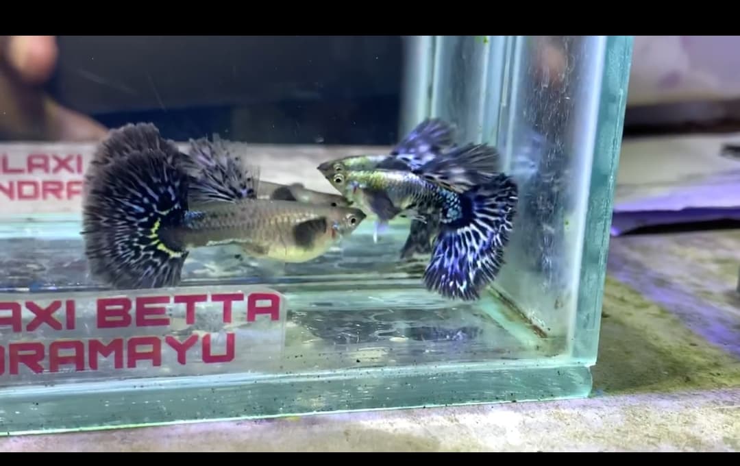 Platinum Blue Leopard