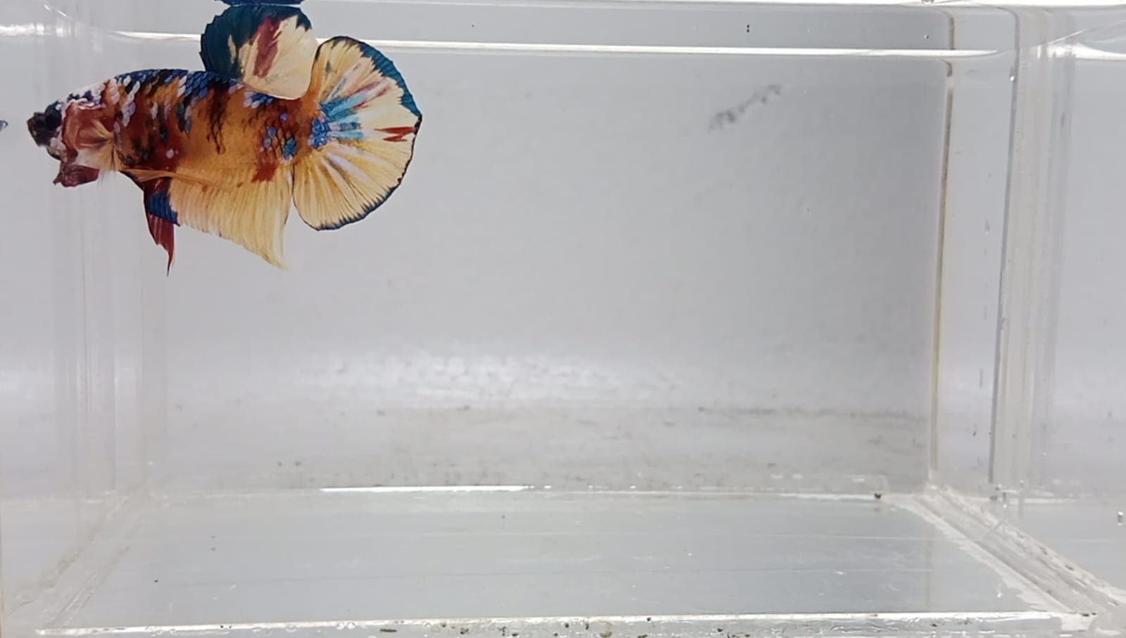 PK Multy Line Corn Betta