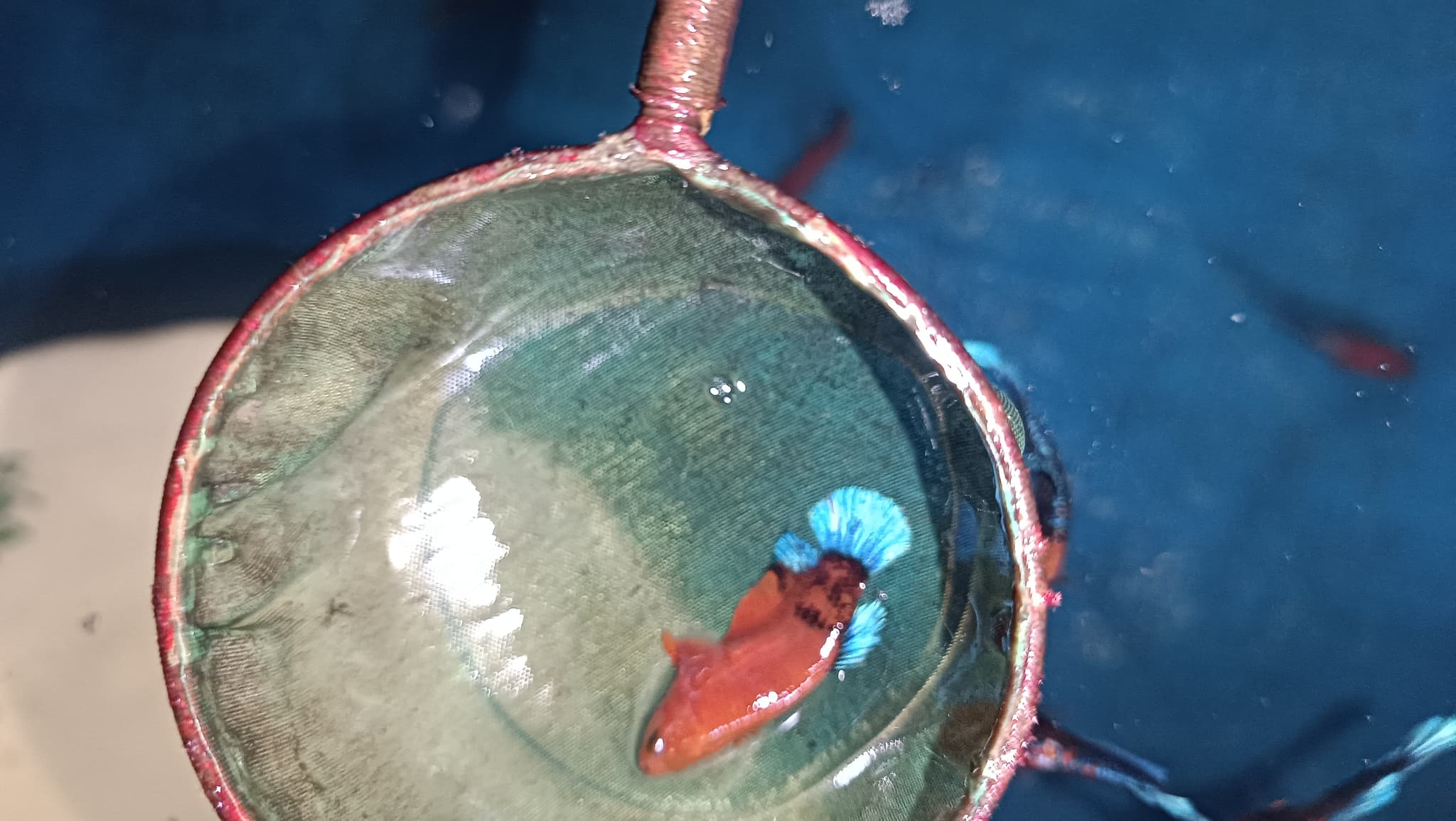 Pair Hellboy star blue