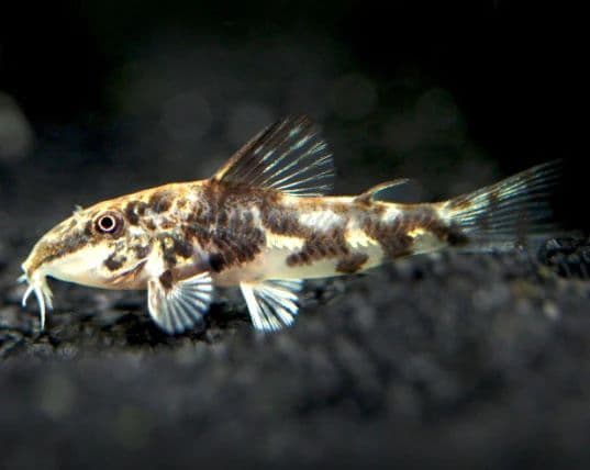 Corydoras (Banded / Scleromystaxbarbatus)